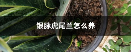 银脉虎尾兰怎么养