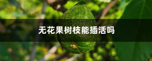 无花果树枝能插活吗