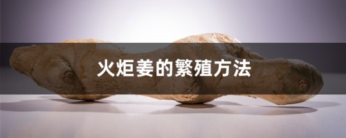 火炬姜的繁殖方法