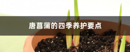 唐菖蒲的四季养护要点