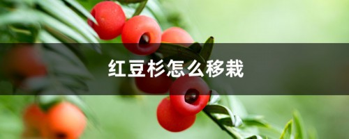 红豆杉怎么移栽